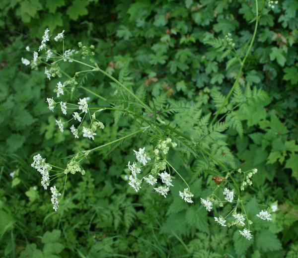 Cow Parsley