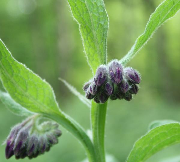 Common Comfrey