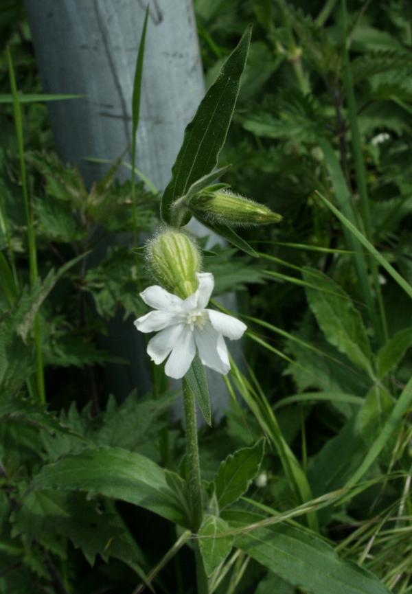 White Campion