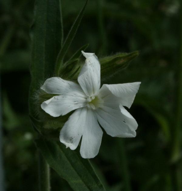 White Campion