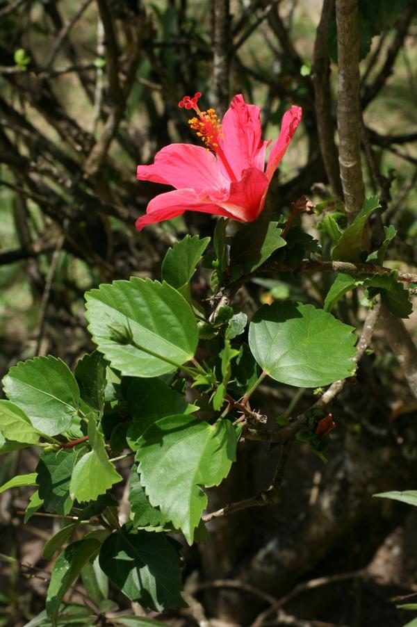 Chinese Hibiscus