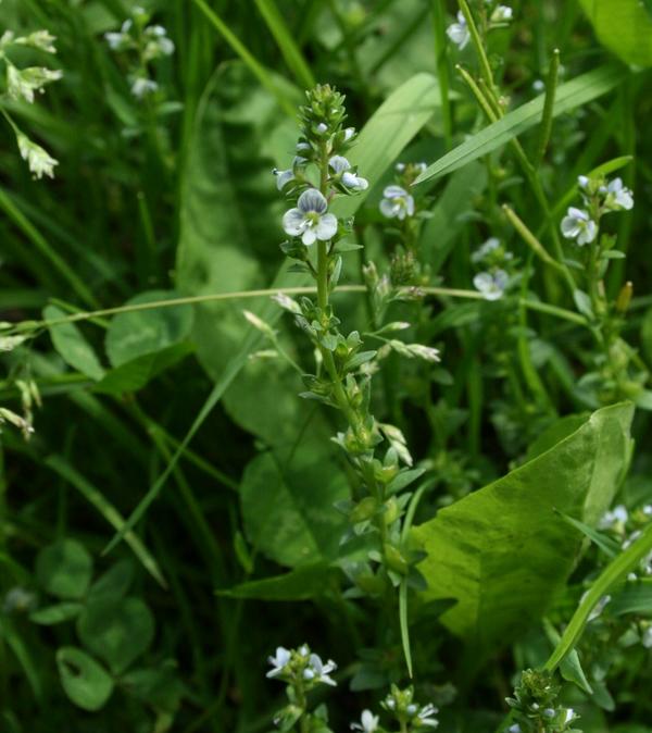 Wall Speedwell