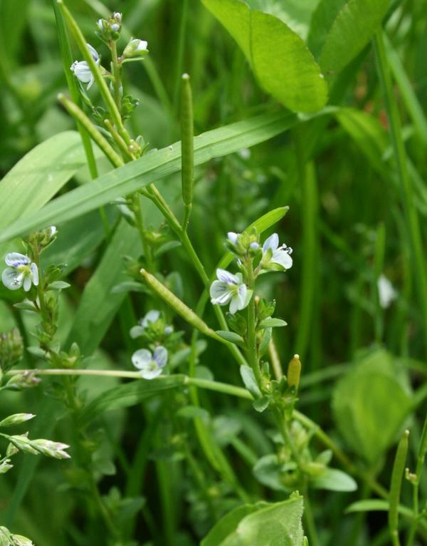 Wall Speedwell