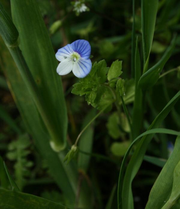 Common Field Speedwell