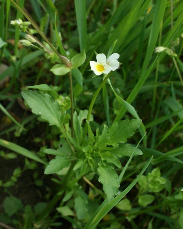 Field Pansy