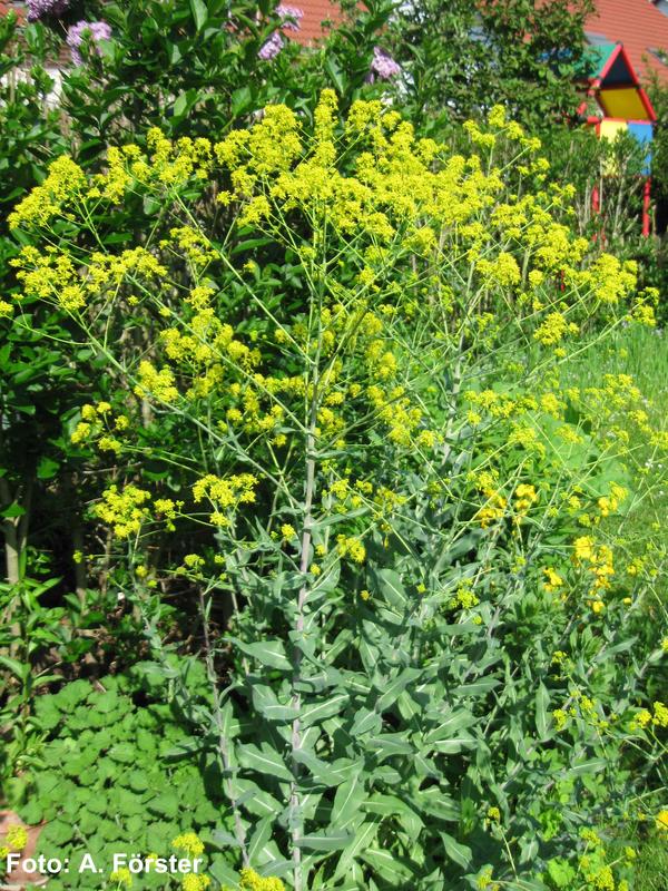 Woad