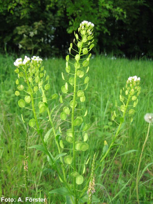 Field Penny-cress