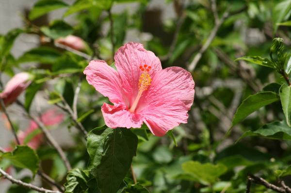 Chinese Hibiscus