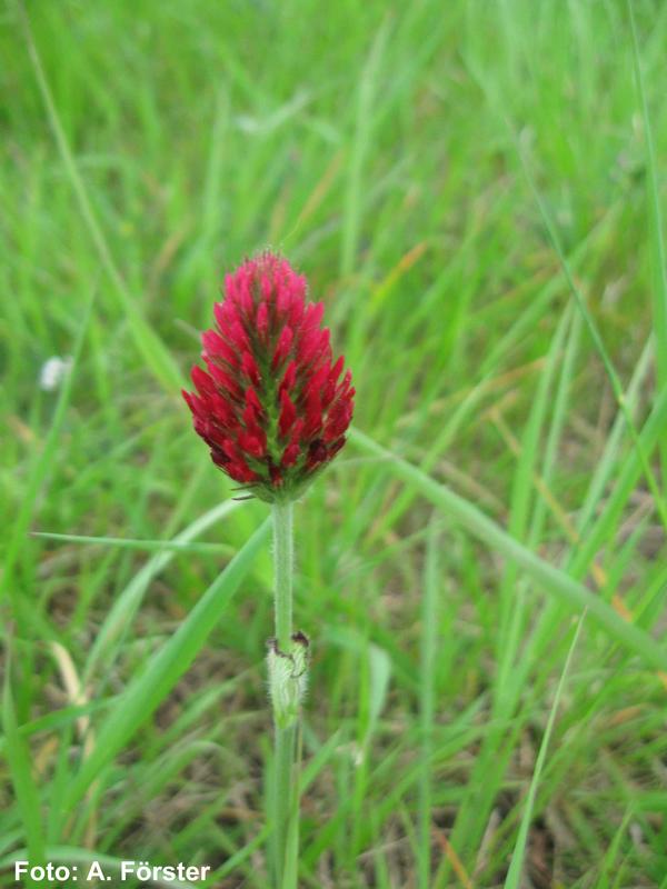 Crimson Clover