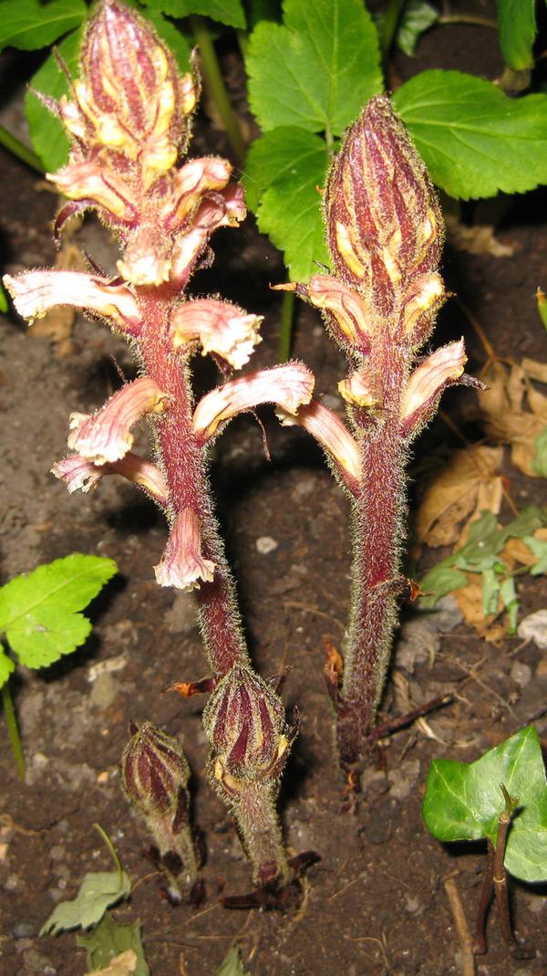 Ivy Broomrape