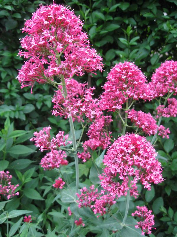 Red Valerian