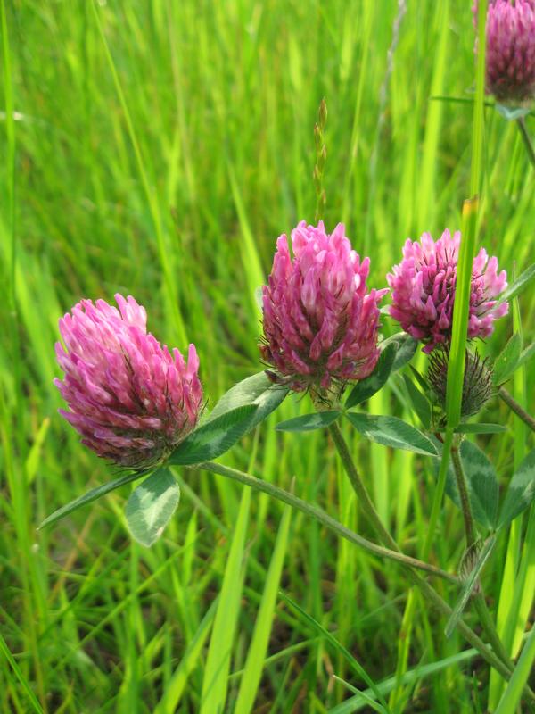 Red Clover