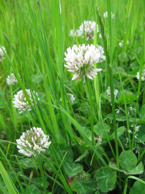 White Clover