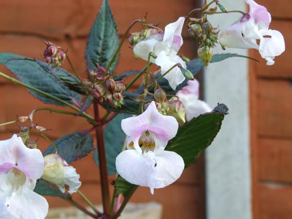 Indian Balsam