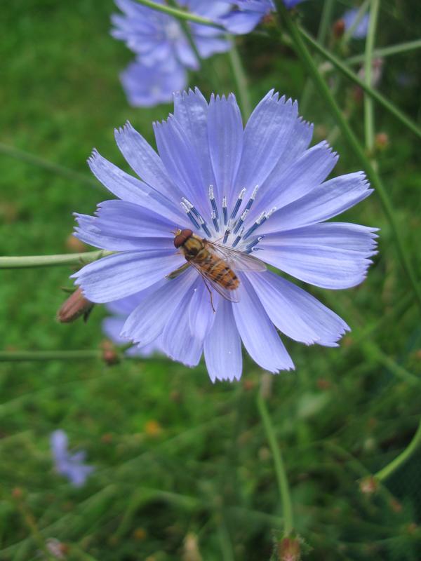 Common Chicory