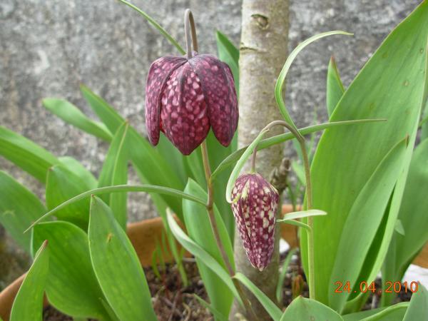 Snake's Head Fritillary