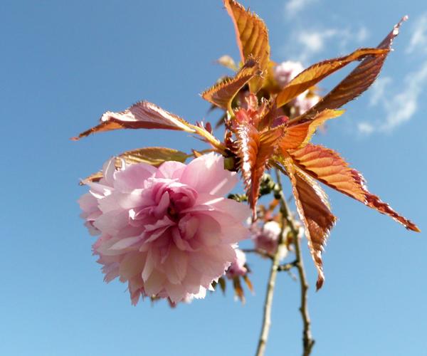 Weeping Cherry