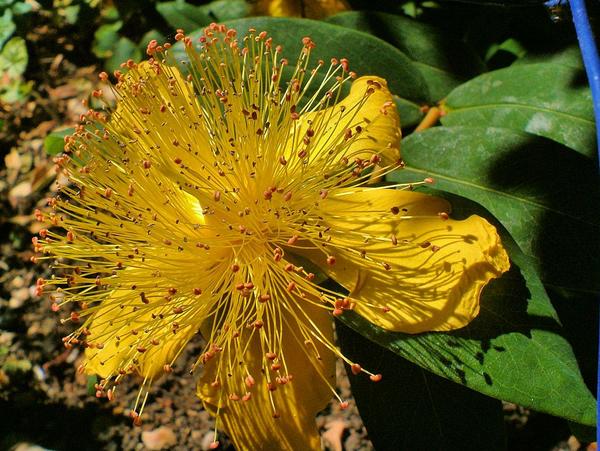 Rose of Sharon