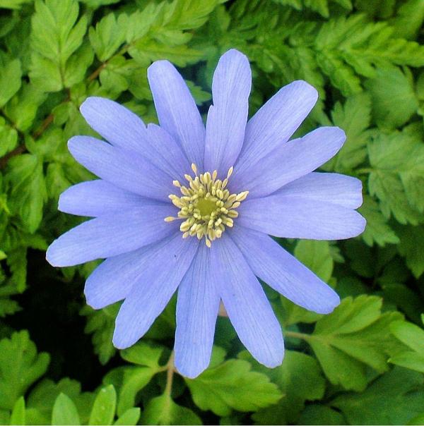 Anemone