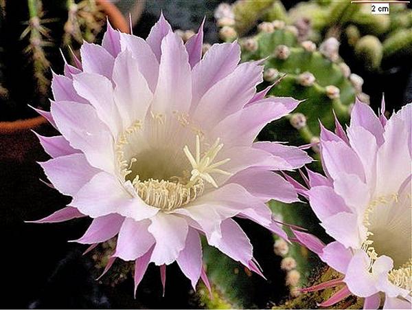 Echinopsis