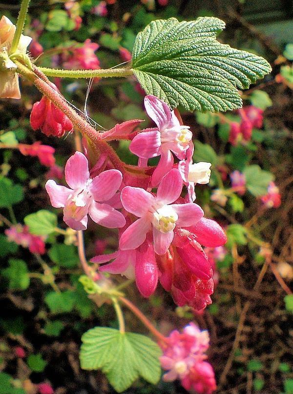 Flowering currant