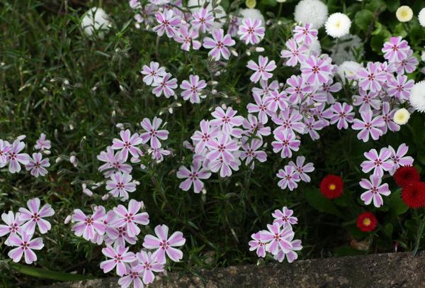 Moss Phlox