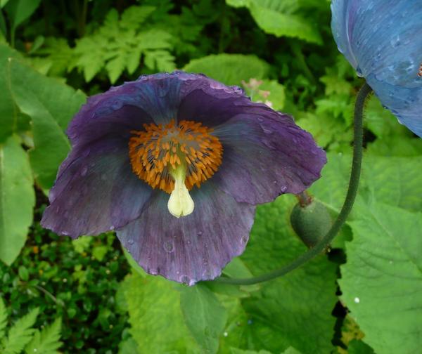 Himalayan Poppy