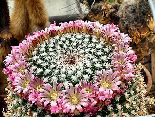 Parodia cactus