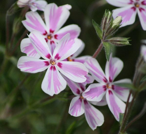 Phlox subulata - Candy Stripe