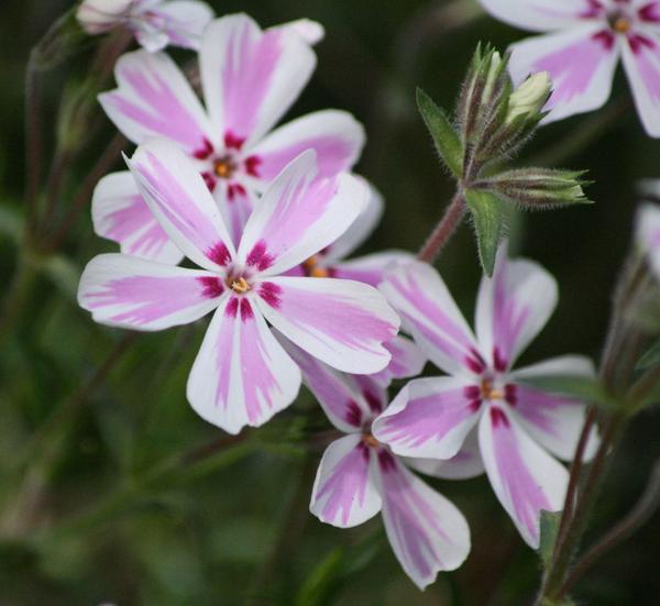 Phlox subulata - Candy Stripe