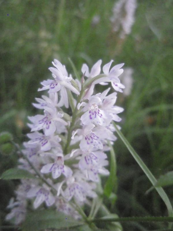 Heath Spotted Orchid