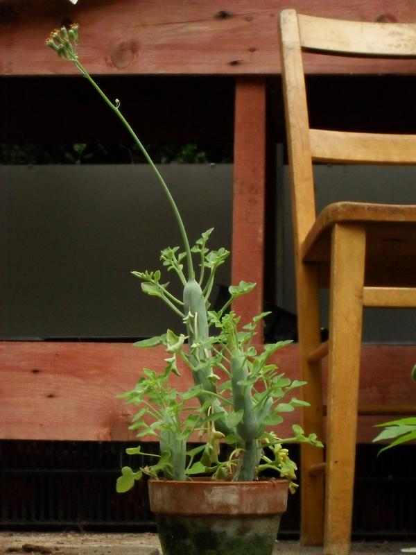 Candle Plant