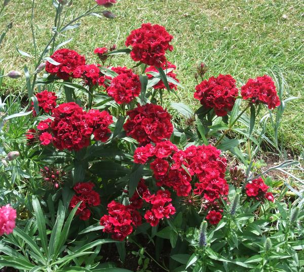 Sweet William