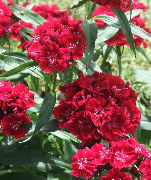 Sweet William