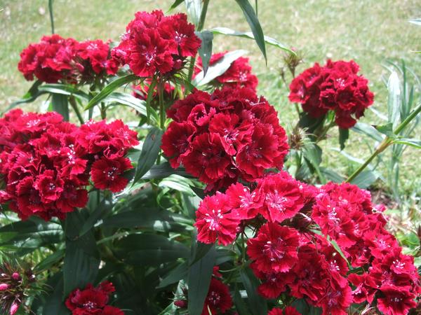 Sweet William