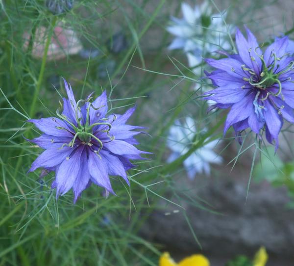 Love in a Mist