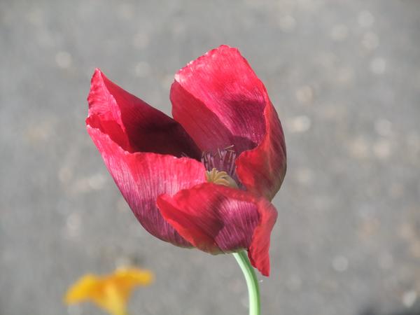 Poppy