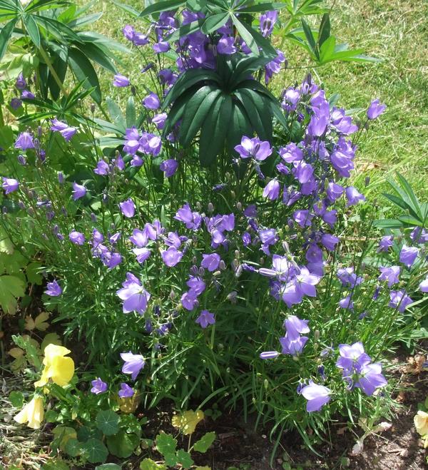 Harebell