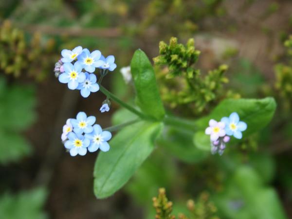 Forget-me-not