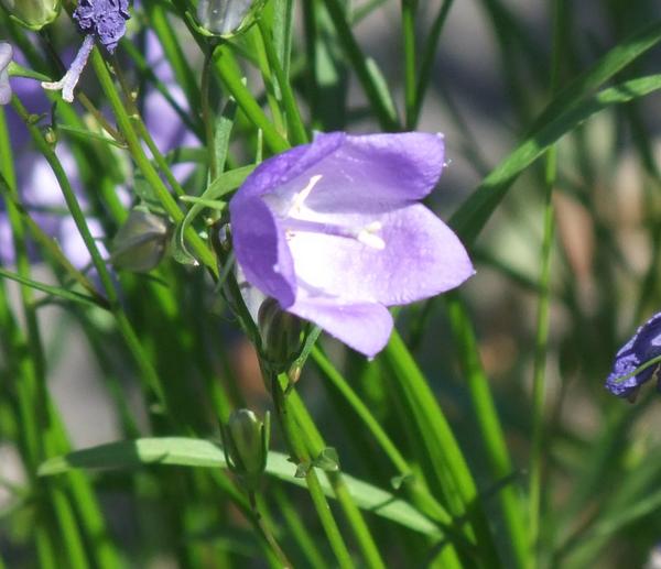 Harebell