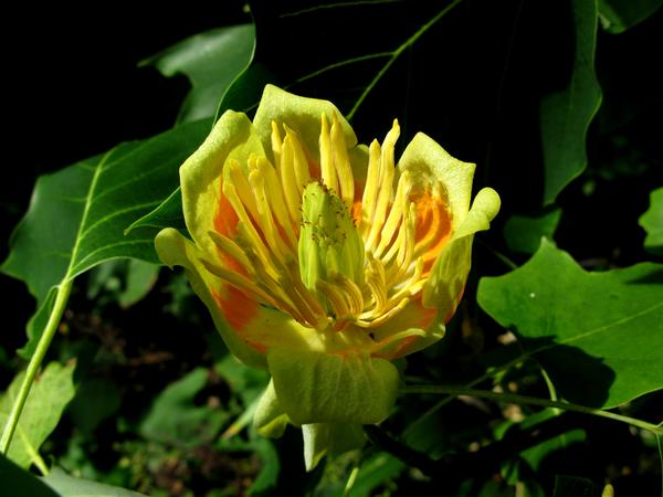 Tulip Tree