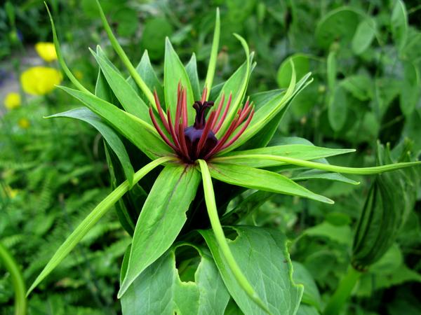 Paris Polyphylla