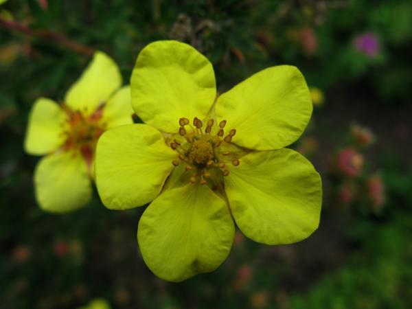 Shrubby Cinquefoil