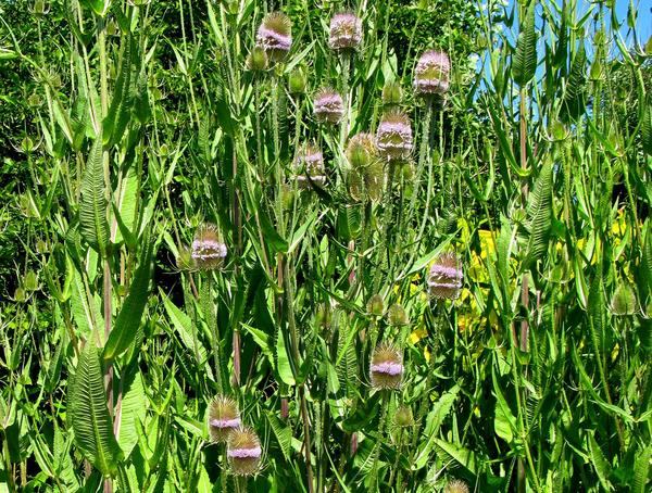 Teasel