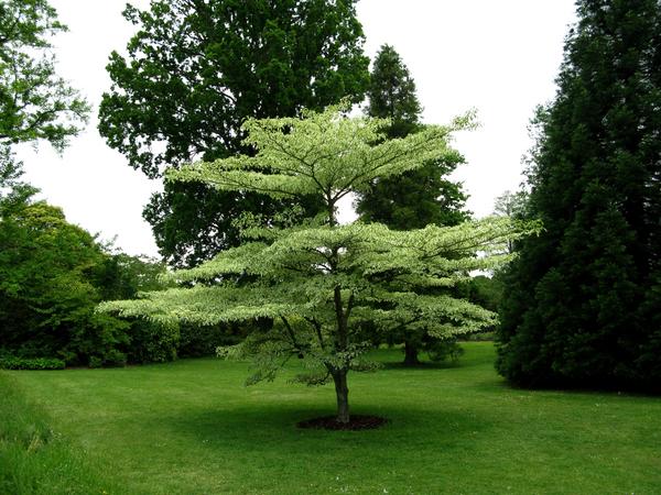 Pagoda Tree