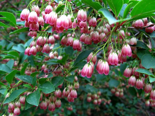 Enkianthus campanulatus