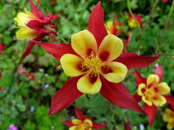 Aquilegia