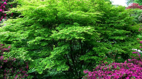 Japanese Maple