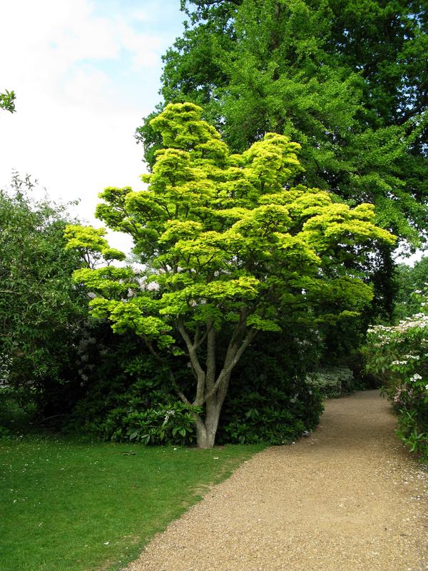 Japanese Maple