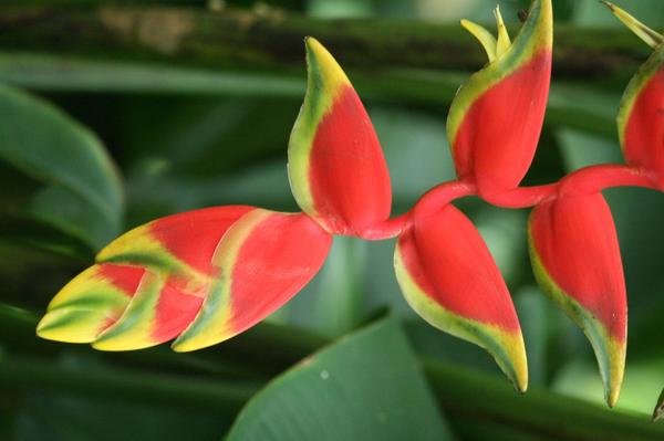 Beaked Heliconia